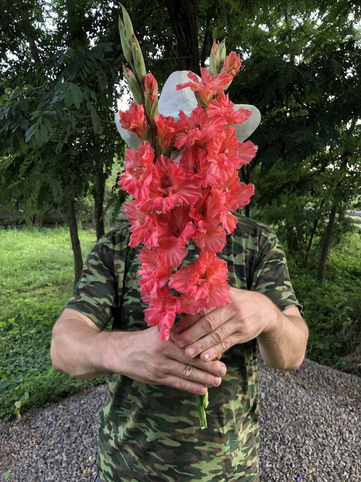 Гладиолусы оптом и в розницу, коллекционные гладиолусы купить